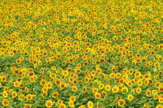 526313 (a): :1920x1280